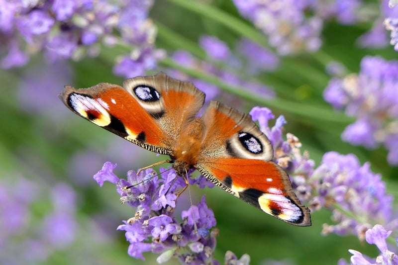 Butterfly Effect Image